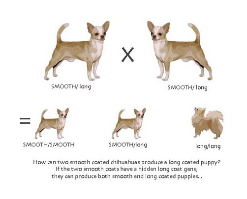 Chihuahua Information